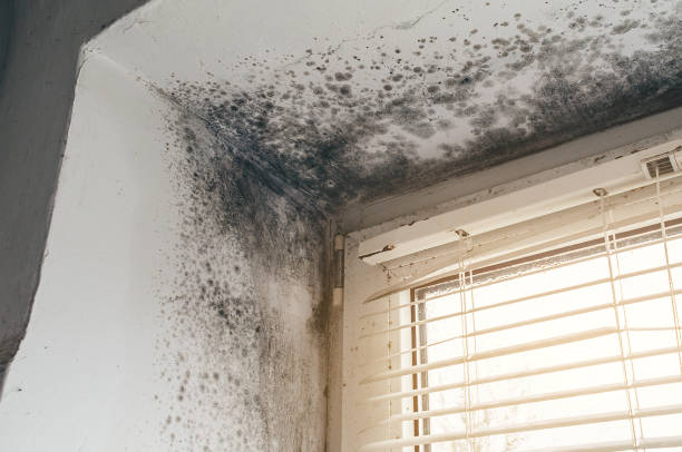 Affordable Bathroom Mold Removal solutions in Haworth, NJ